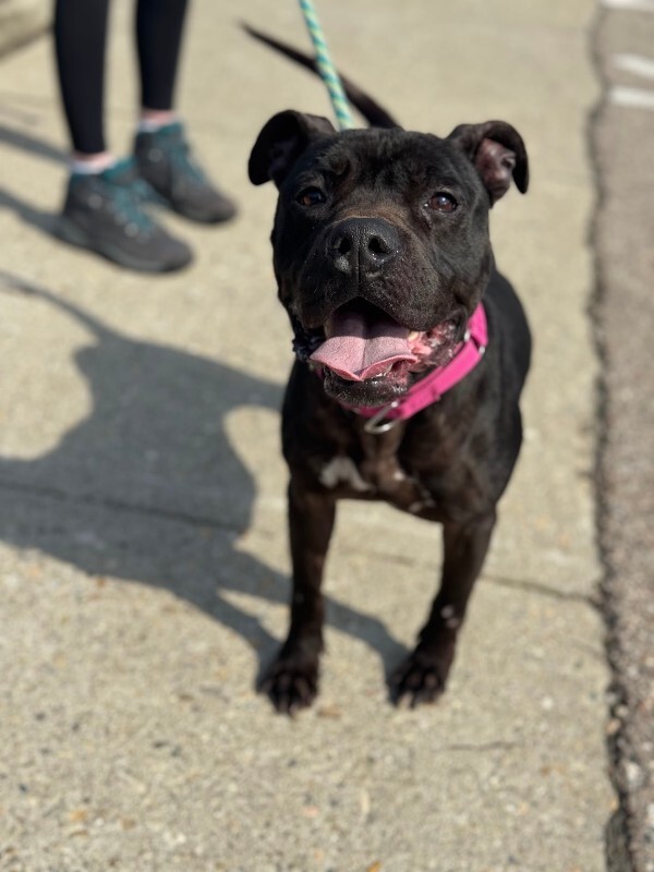 View Rhubarb Rheah the Dog Photo #3