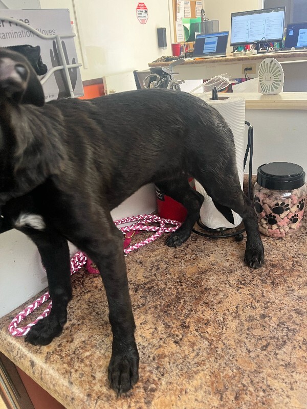 View Classy the Dog Photo #2