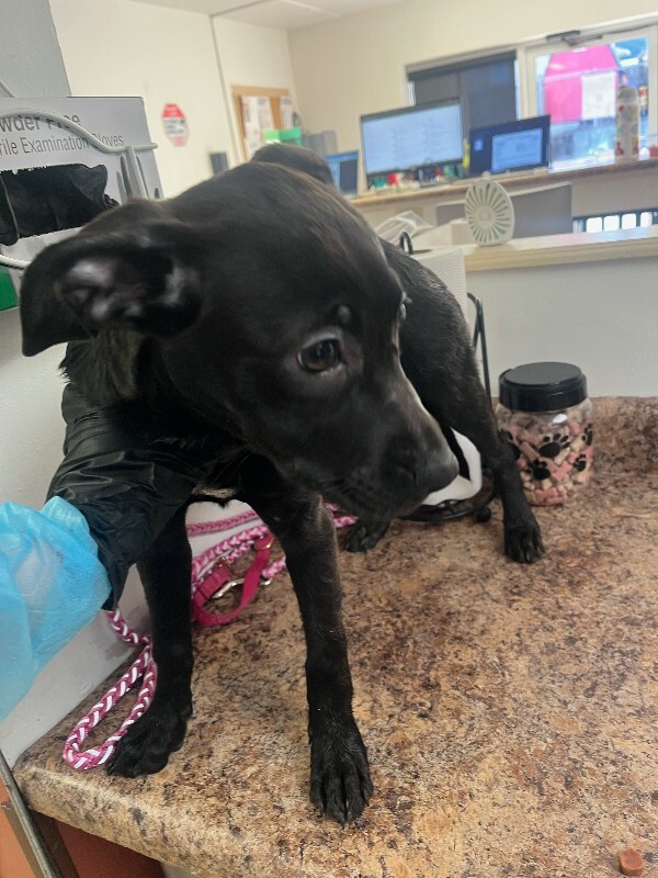 View Classy the Dog Photo #3