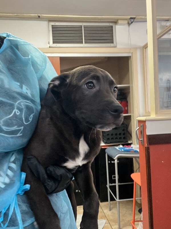 View Graham the Dog Photo #2