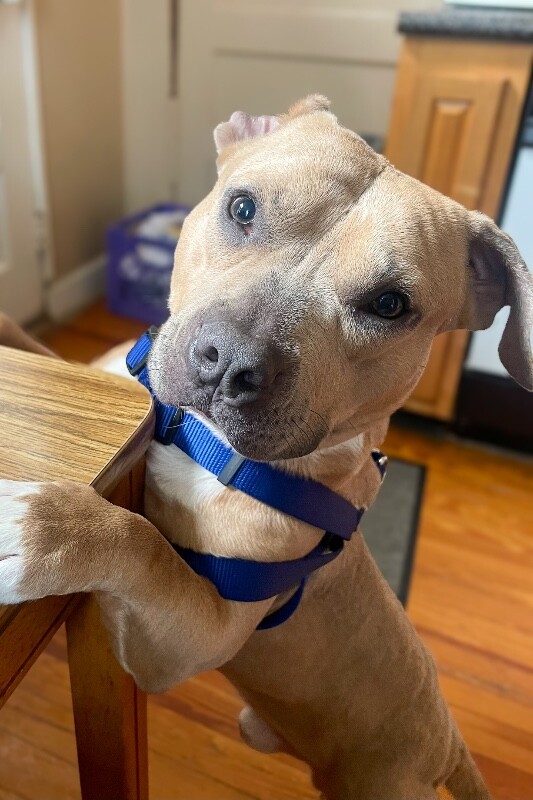 View Uno the Dog Photo #2