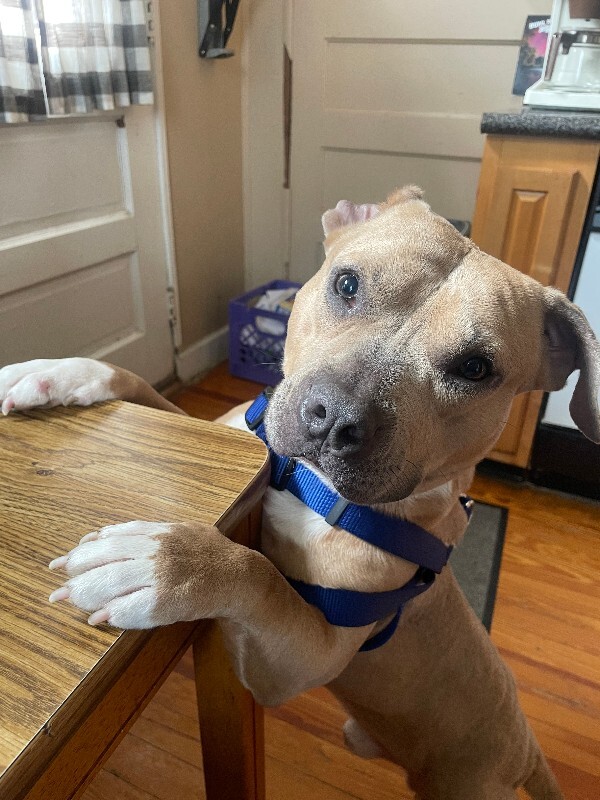 View Uno the Dog Photo #3