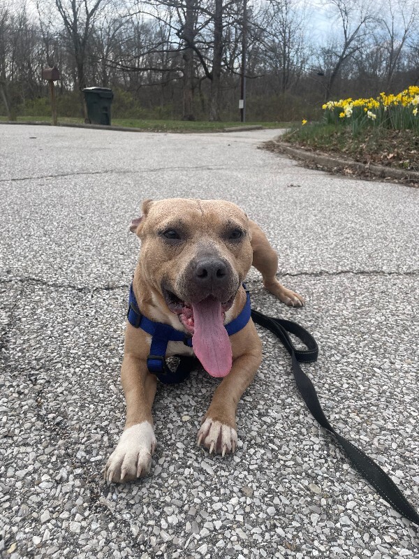 View Uno the Dog Photo #5