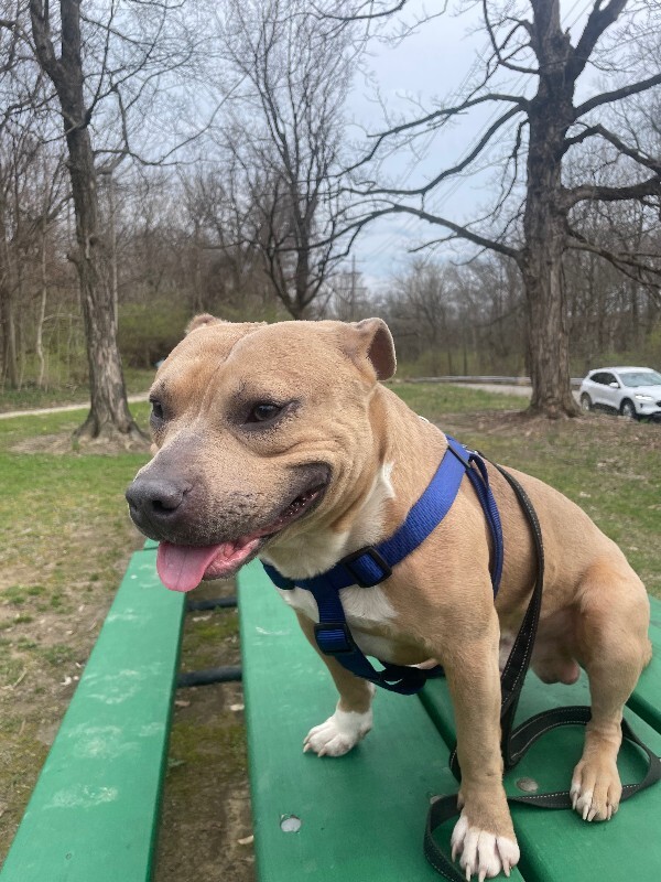 View Uno the Dog Photo #4