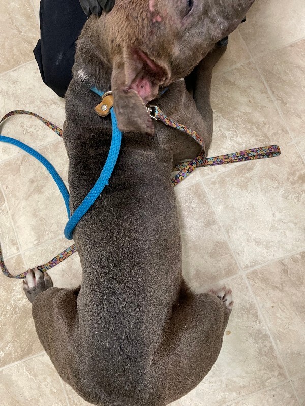 View Bing Bong the Dog Photo #2