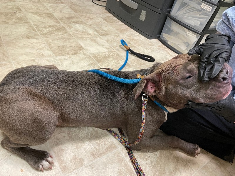 View Bing Bong the Dog Photo #3