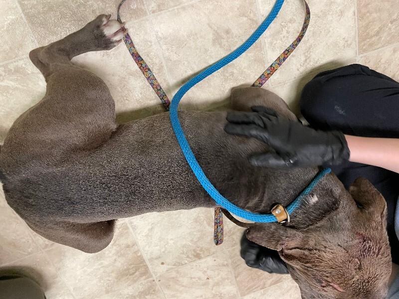 View Bing Bong the Dog Photo #4