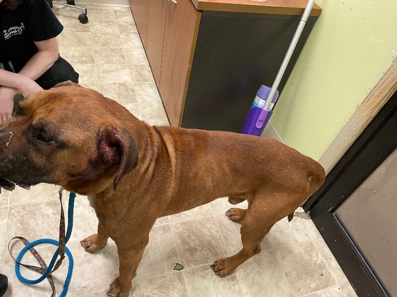 View Harlem the Dog Photo #2