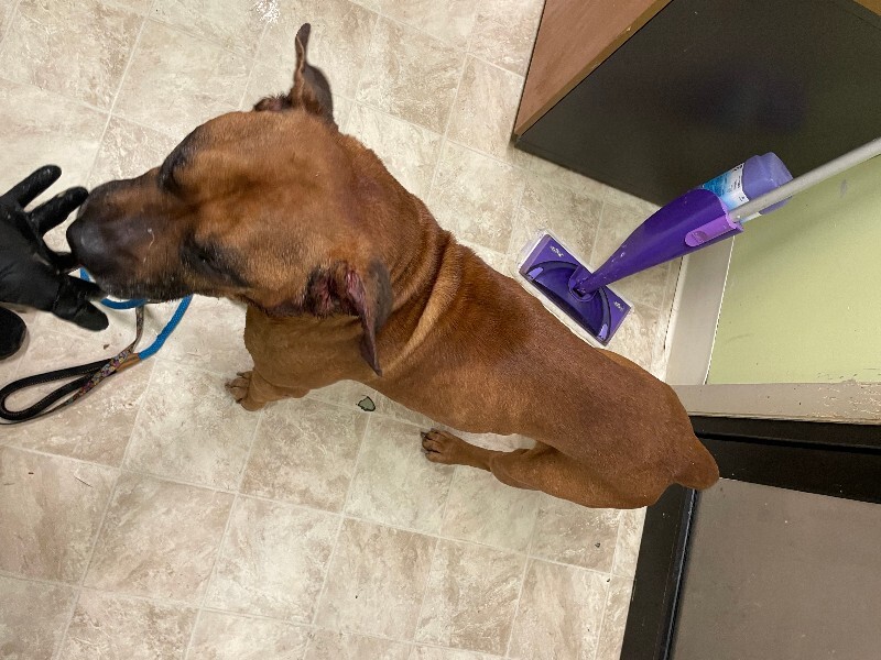 View Harlem the Dog Photo #4