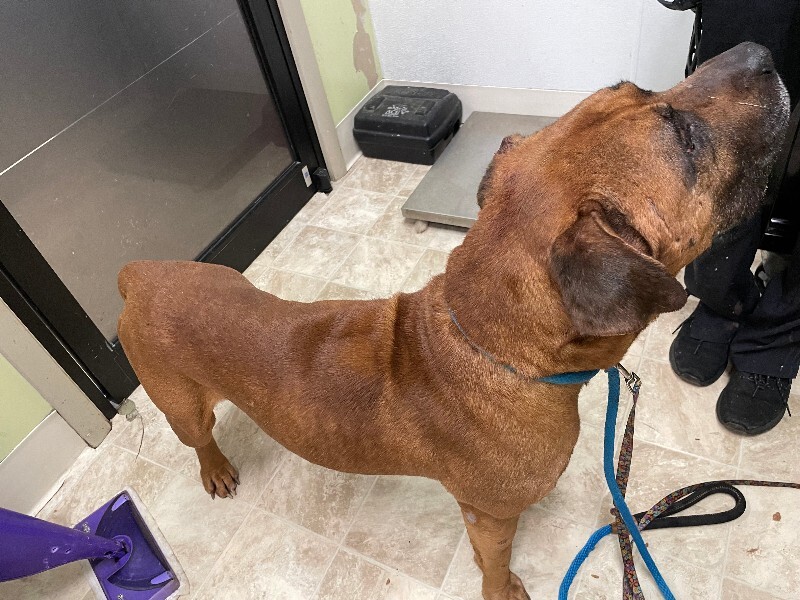 View Harlem the Dog Photo #3