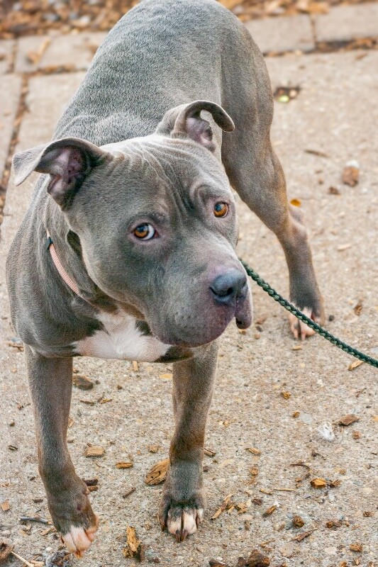 View Rowan the Dog Photo #12