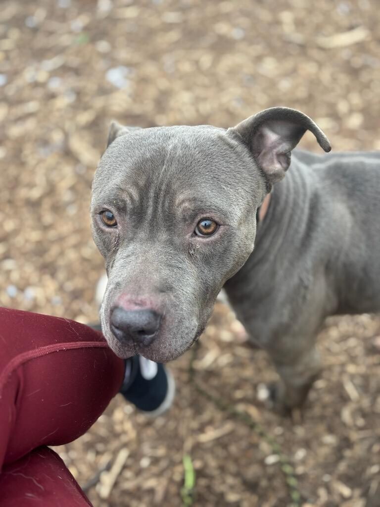 View Rowan the Dog Photo #14