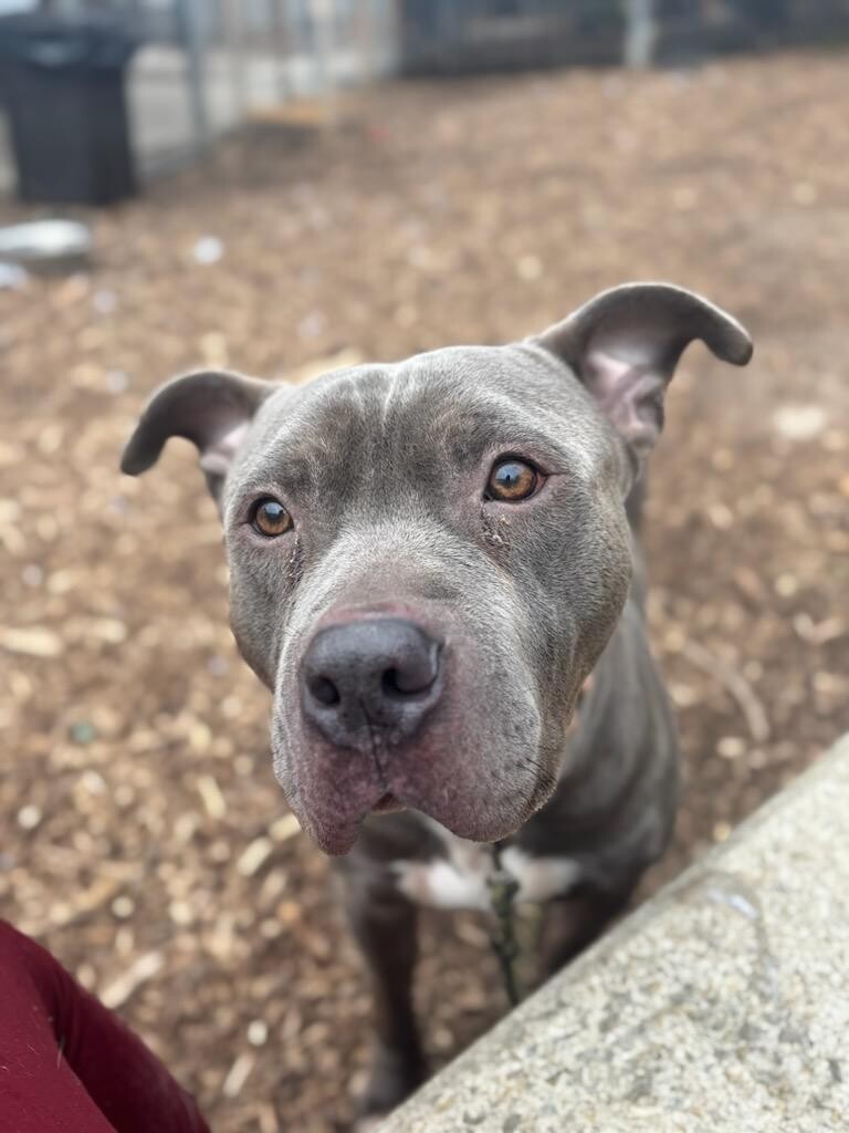 View Rowan the Dog Photo #13