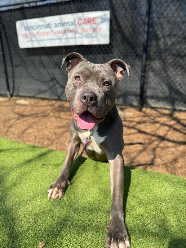 View Rowan the Dog Photo #5