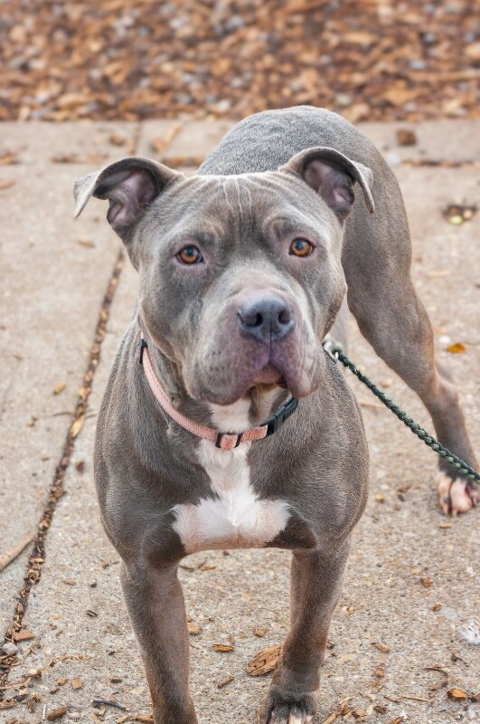 View Rowan the Dog Photo #11