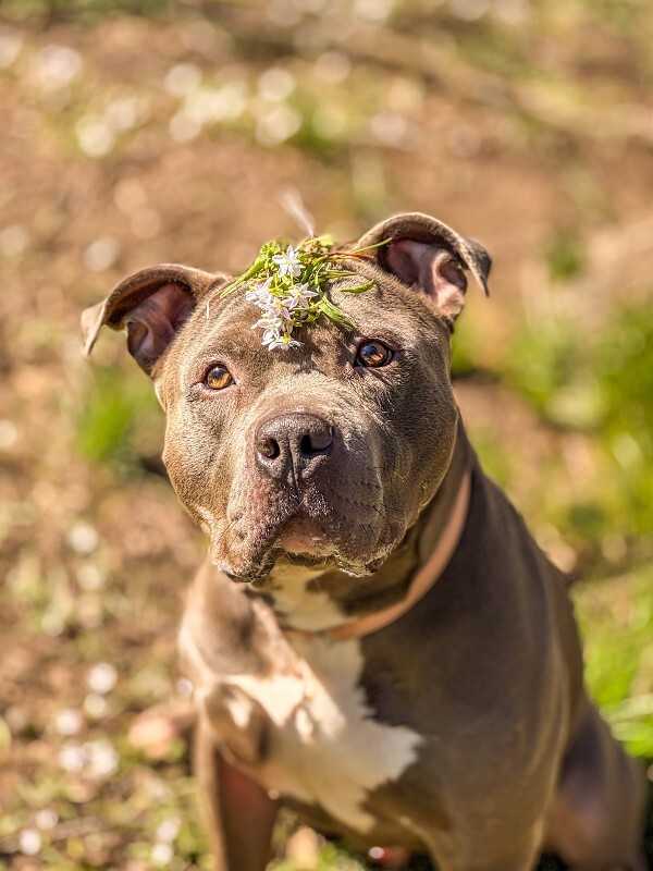 View Rowan the Dog Photo #6