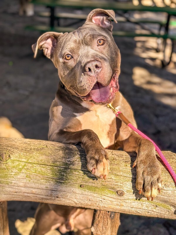 View Rowan the Dog Photo #2