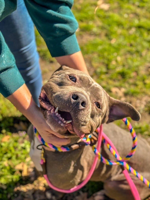 View Rowan the Dog Photo #4