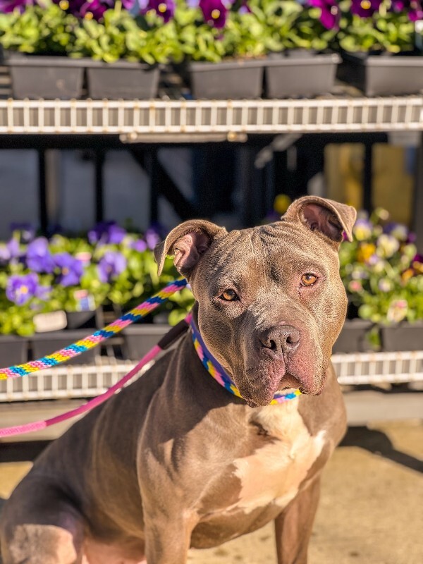 View Rowan the Dog Photo #7