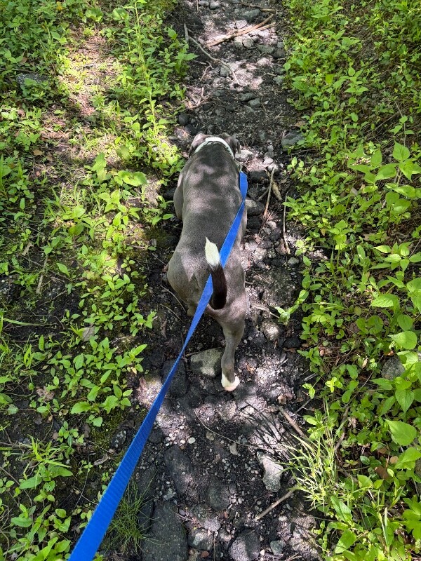 View Blaze the Dog Photo #4