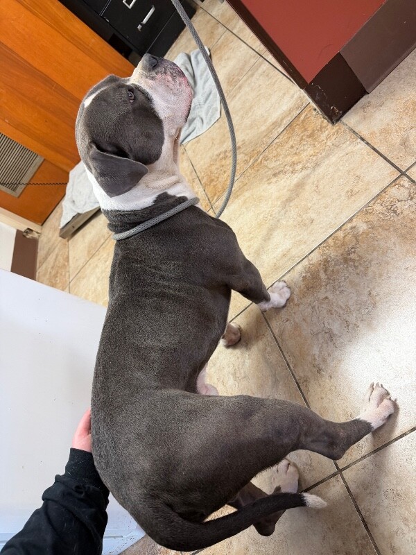 View Blaze the Dog Photo #3