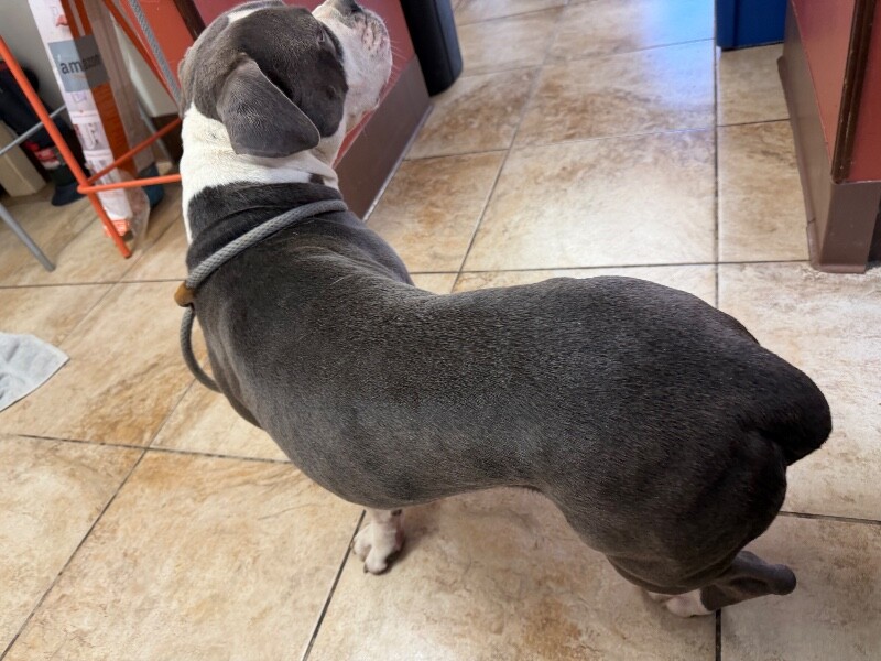 View Blaze the Dog Photo #2