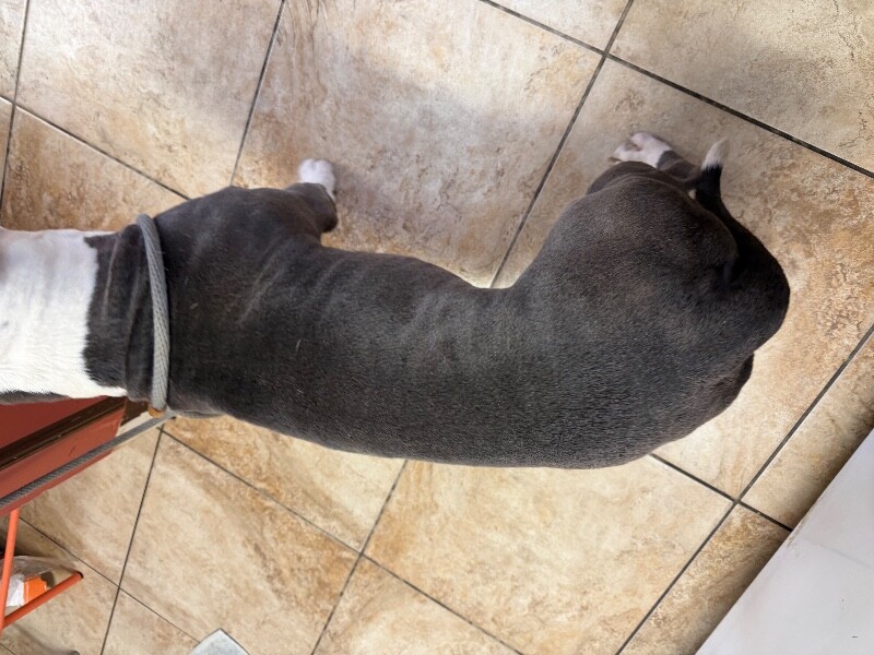 View Blaze the Dog Photo #4