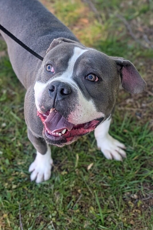 View Blaze the Dog Photo #2