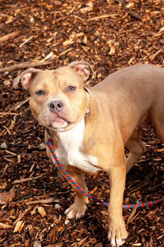 View Bubblegum the Dog Photo #2