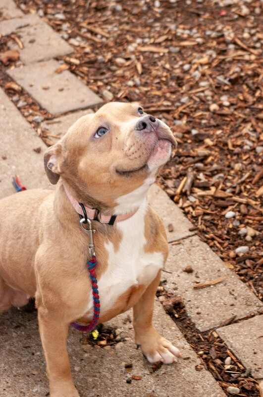 View Bubblegum the Dog Photo #3