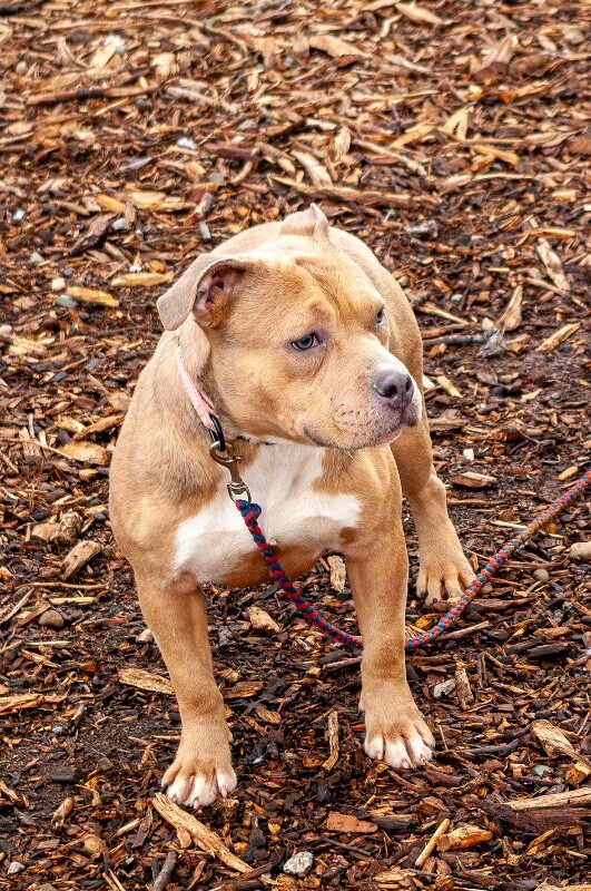 View Bubblegum the Dog Photo #4