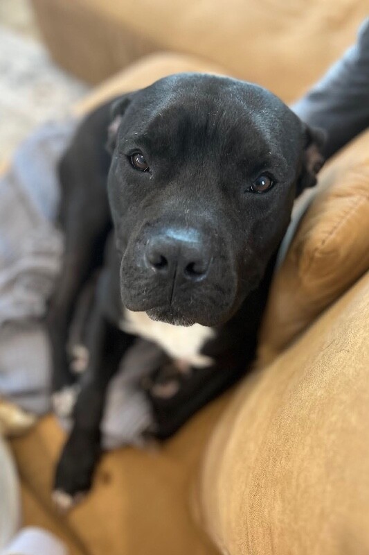 Miranda - Dog
