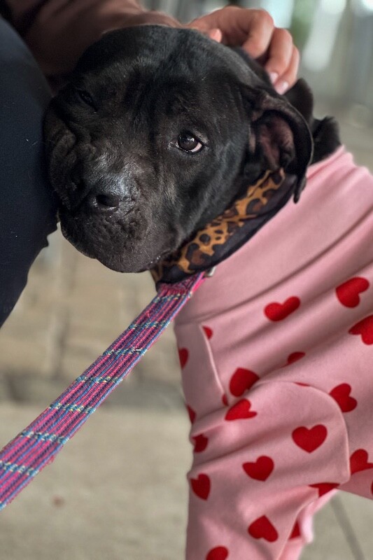 View Miranda the Dog Photo #8