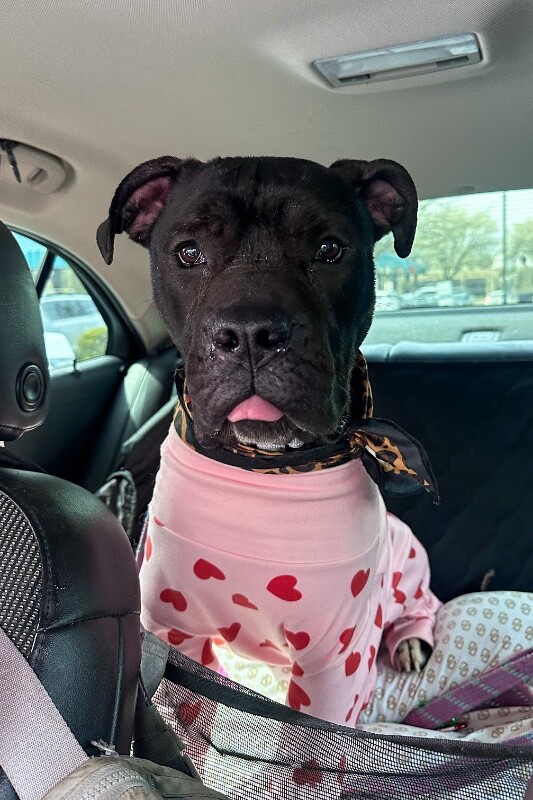 View Miranda the Dog Photo #4