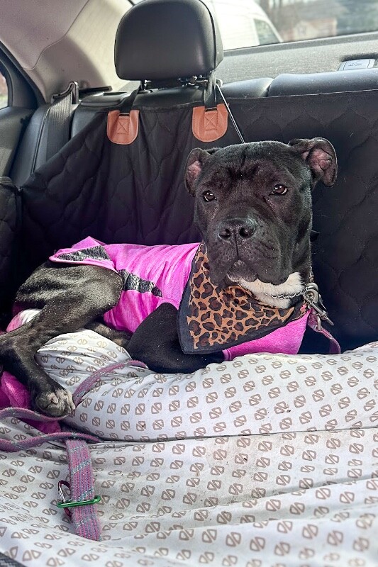 View Miranda the Dog Photo #6