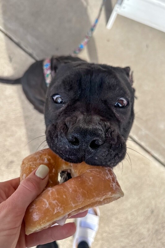 View Miranda the Dog Photo #5