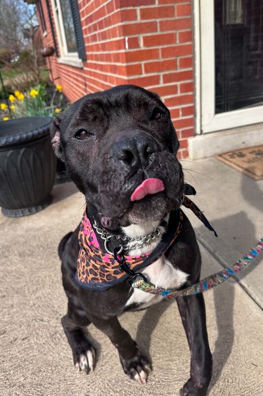 View Miranda the Dog Photo #7