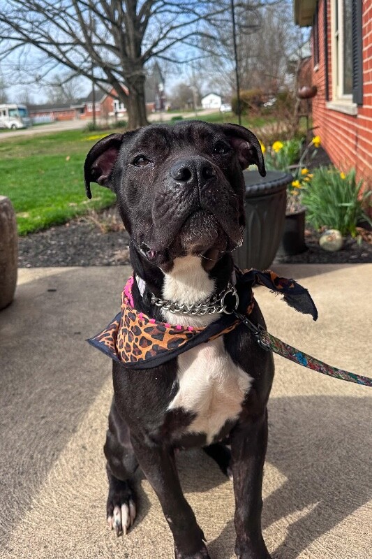 View Miranda the Dog Photo #3