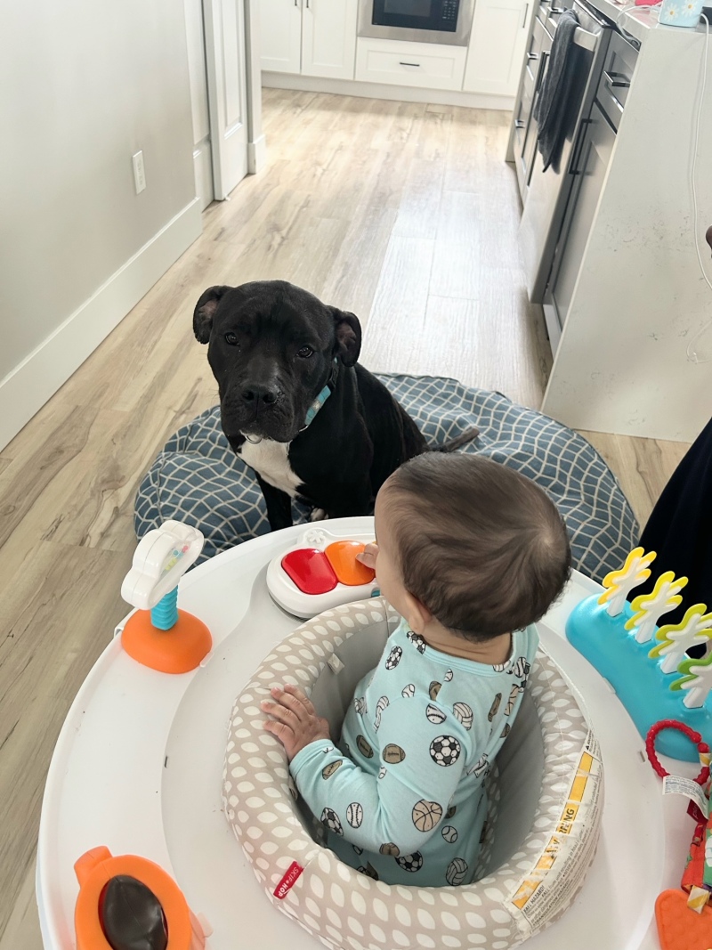 View Miranda the Dog Photo #9