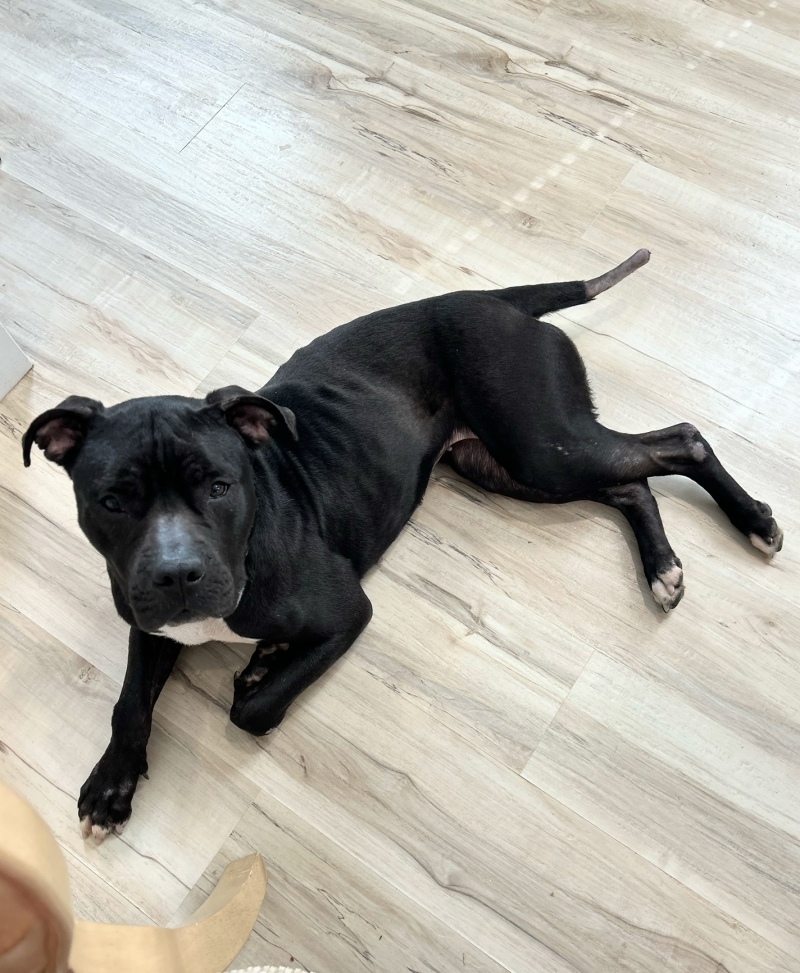 View Miranda the Dog Photo #10