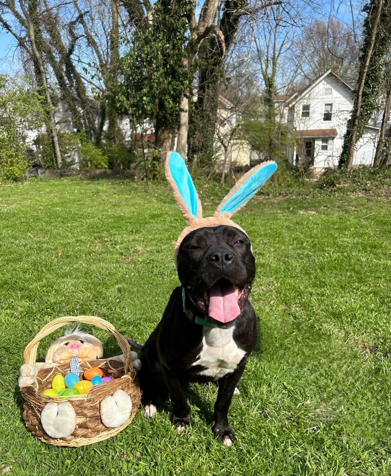 View Miranda the Dog Photo #11