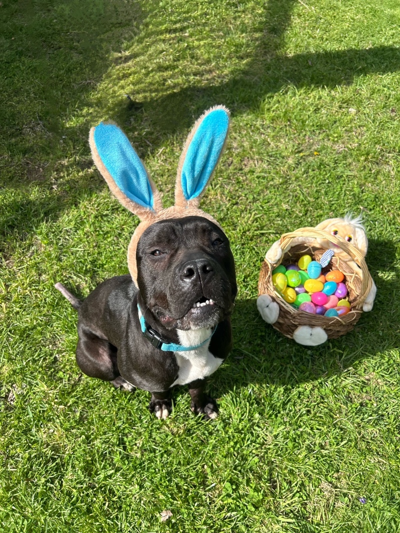 View Miranda the Dog Photo #13