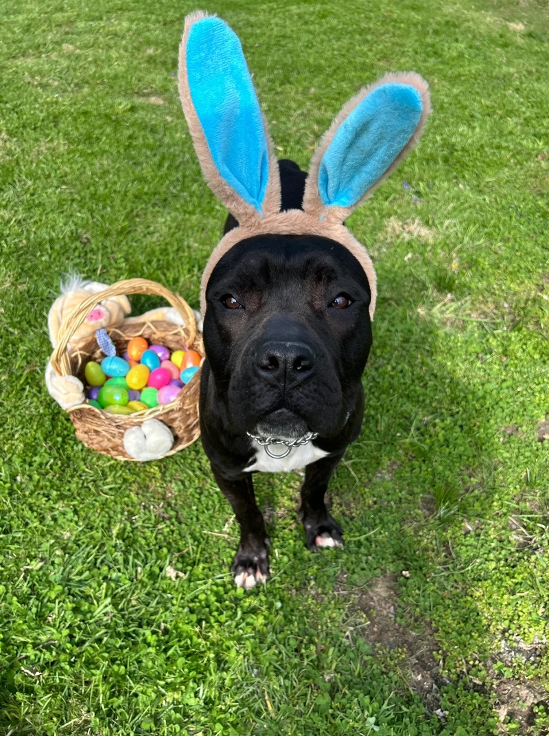 View Miranda the Dog Photo #12