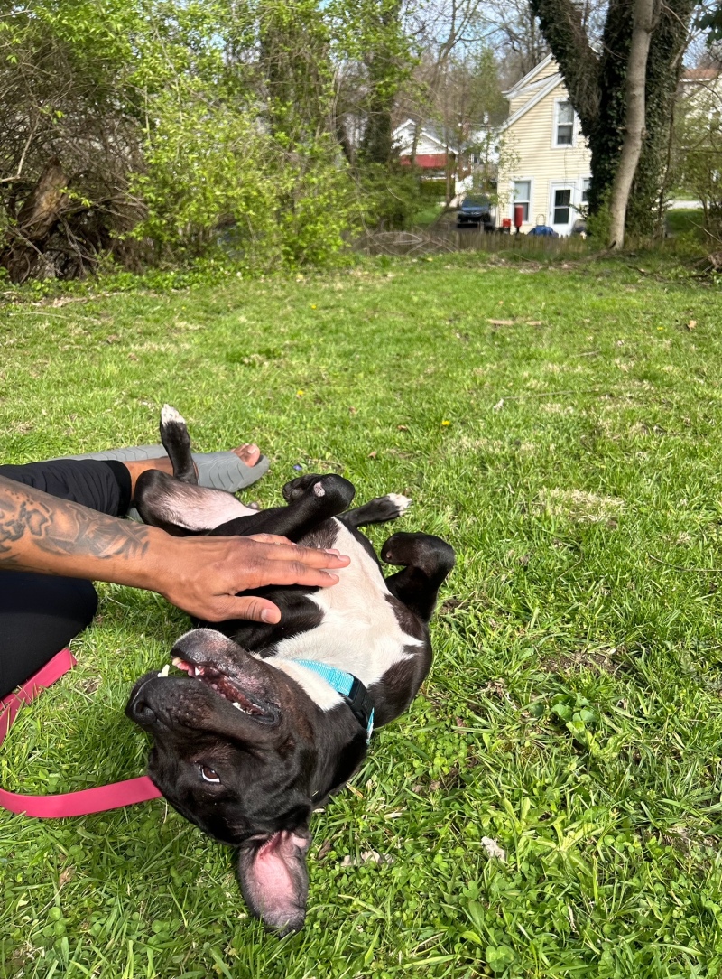 View Miranda the Dog Photo #14