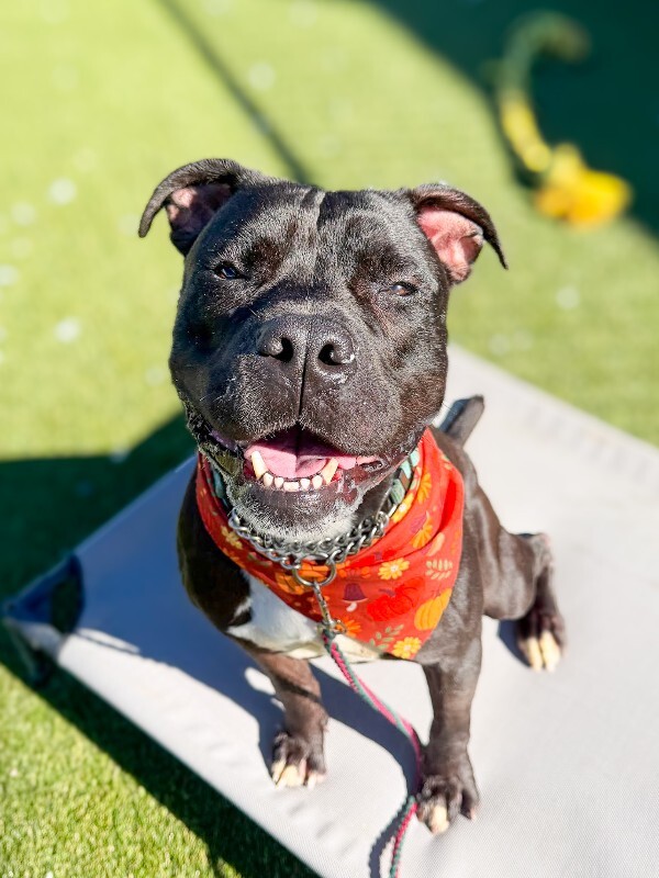 Learn More About Miranda Miranda - Dog