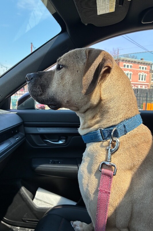 View Shine the Dog Photo #5