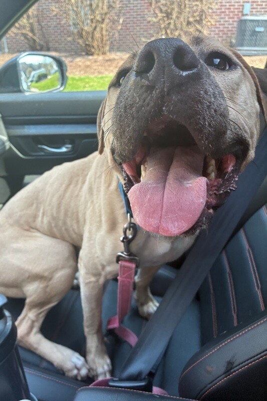 View Shine the Dog Photo #2