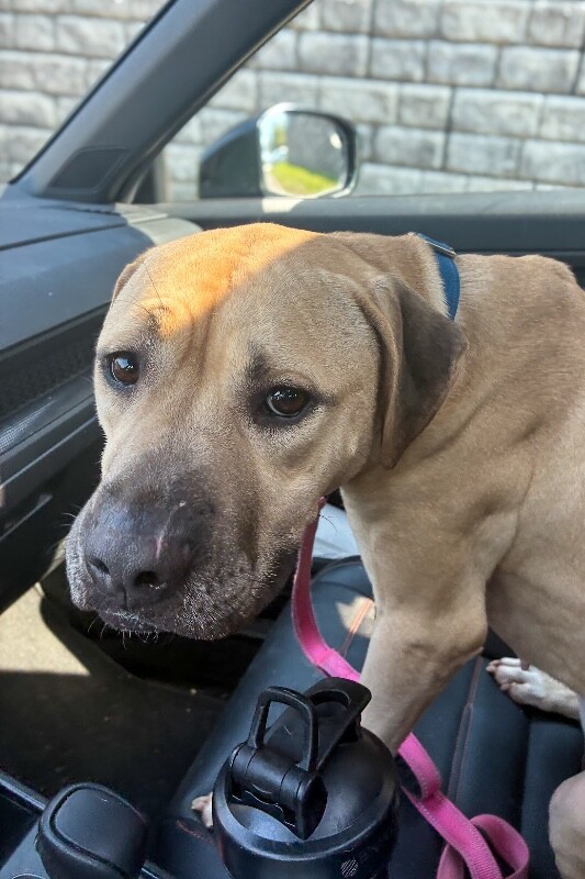 View Shine the Dog Photo #3