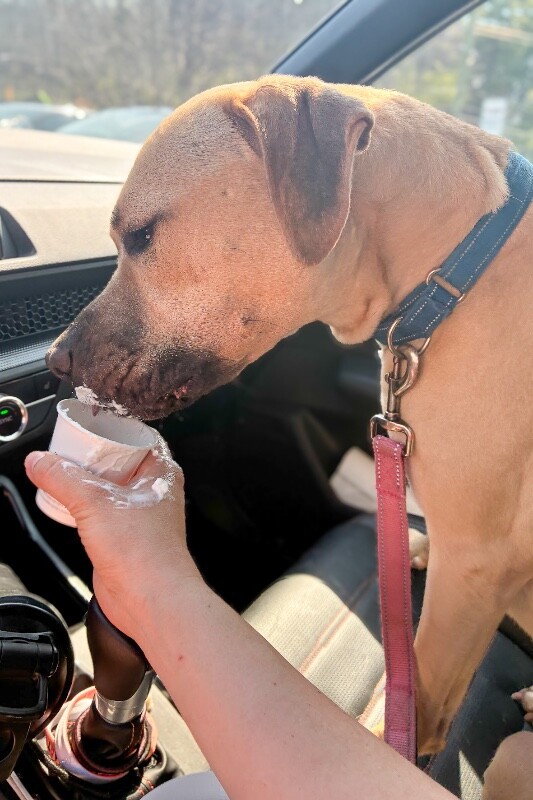 View Shine the Dog Photo #4