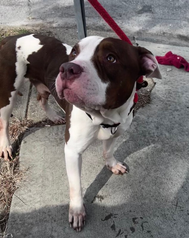 View Night the Dog Photo #3